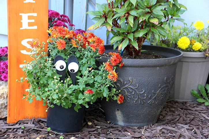 Silly Halloween Eyes for Plants