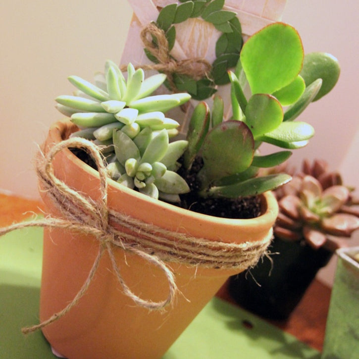 Succulent Garden Gift Idea